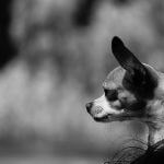 Assurance animaux : comment fonctionne l'assurance animaux en Espagne ? 16