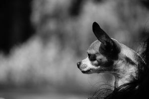 Pets insurance : How does it work in Spain? 1